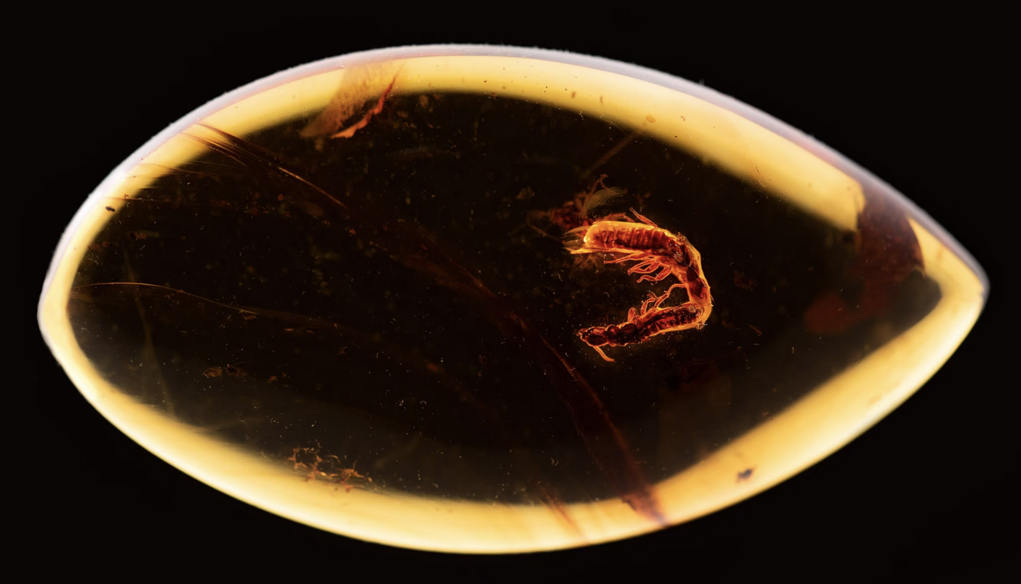 termite tandem in National Geographic