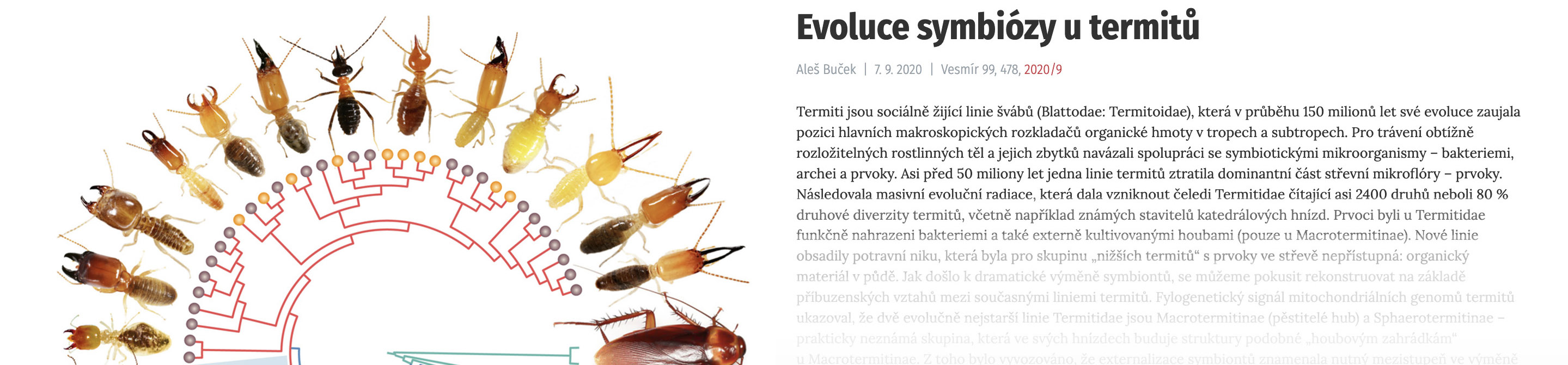 termites in Vesmir 2020